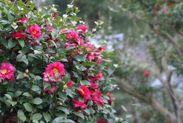 冬に見ることができる椿の花